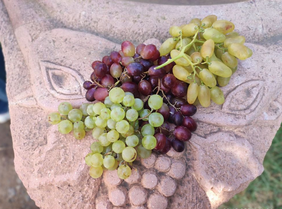 "Ritual de uvas"